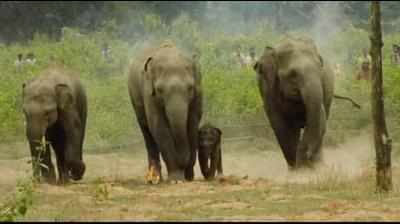 After Dudhwa, Pilibhit Tiger Reserve to get five elephants from Karnataka