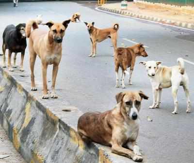 Mumbai: Injured stray dog goes on rampage, bites 10 people | Mumbai ...