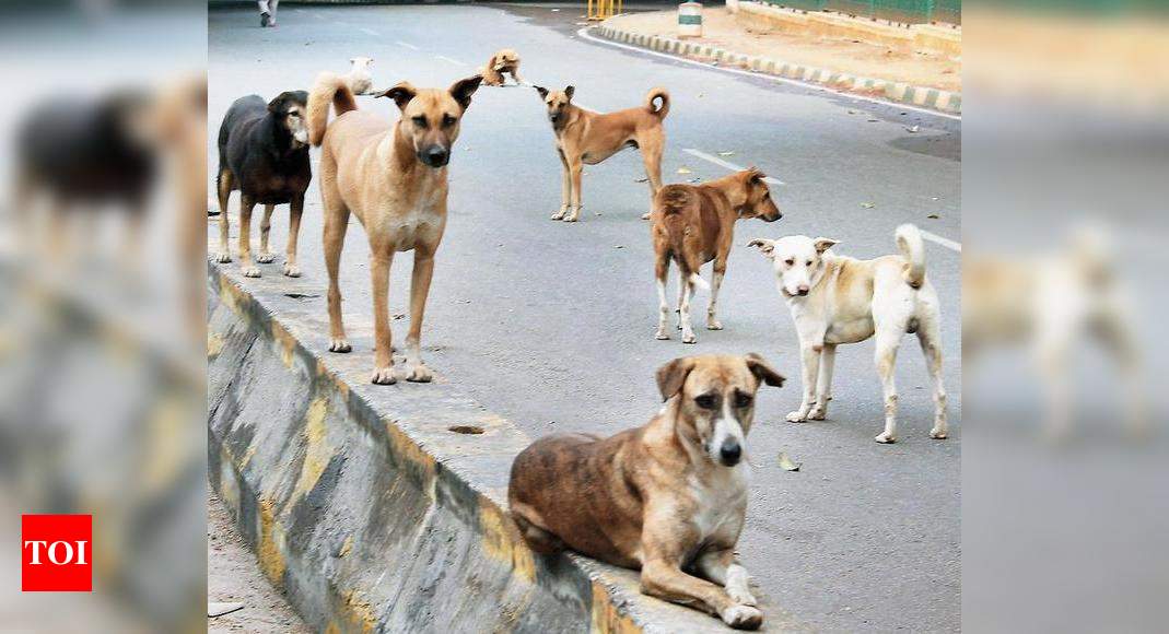 Mumbai: Injured stray dog goes on rampage, bites 10 people | Mumbai ...