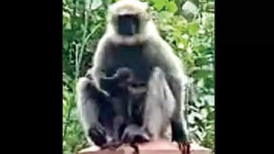 Monkey digs up dead baby from pit in Haveri