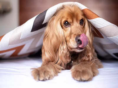 Dog beds & cat beds: Cave beds that are great for winters