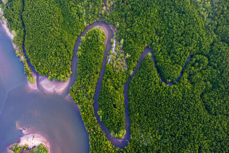 Explore Borneo rainforests