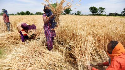 Punjab regains its position as India’s top wheat procurer