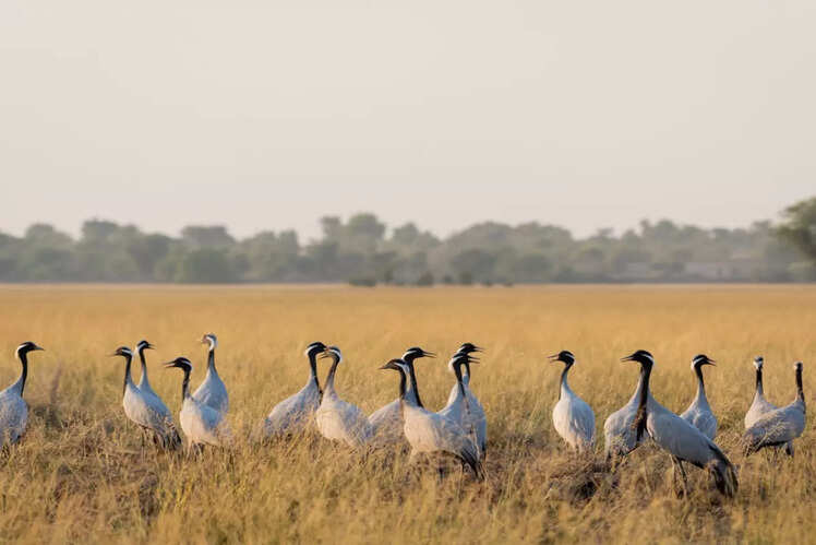 Winter Holiday Destinations In India | India's favourite birding ...