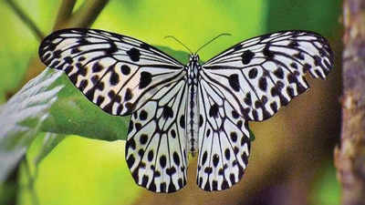 Goa: Malabar tree nymph wins the vote to be state butterfly