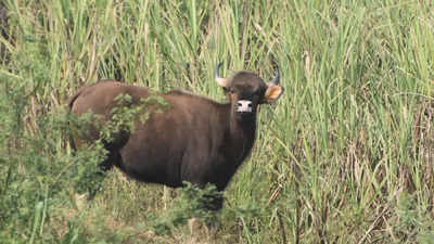 Bison seen again in Kolhapur city, guided back to habitat