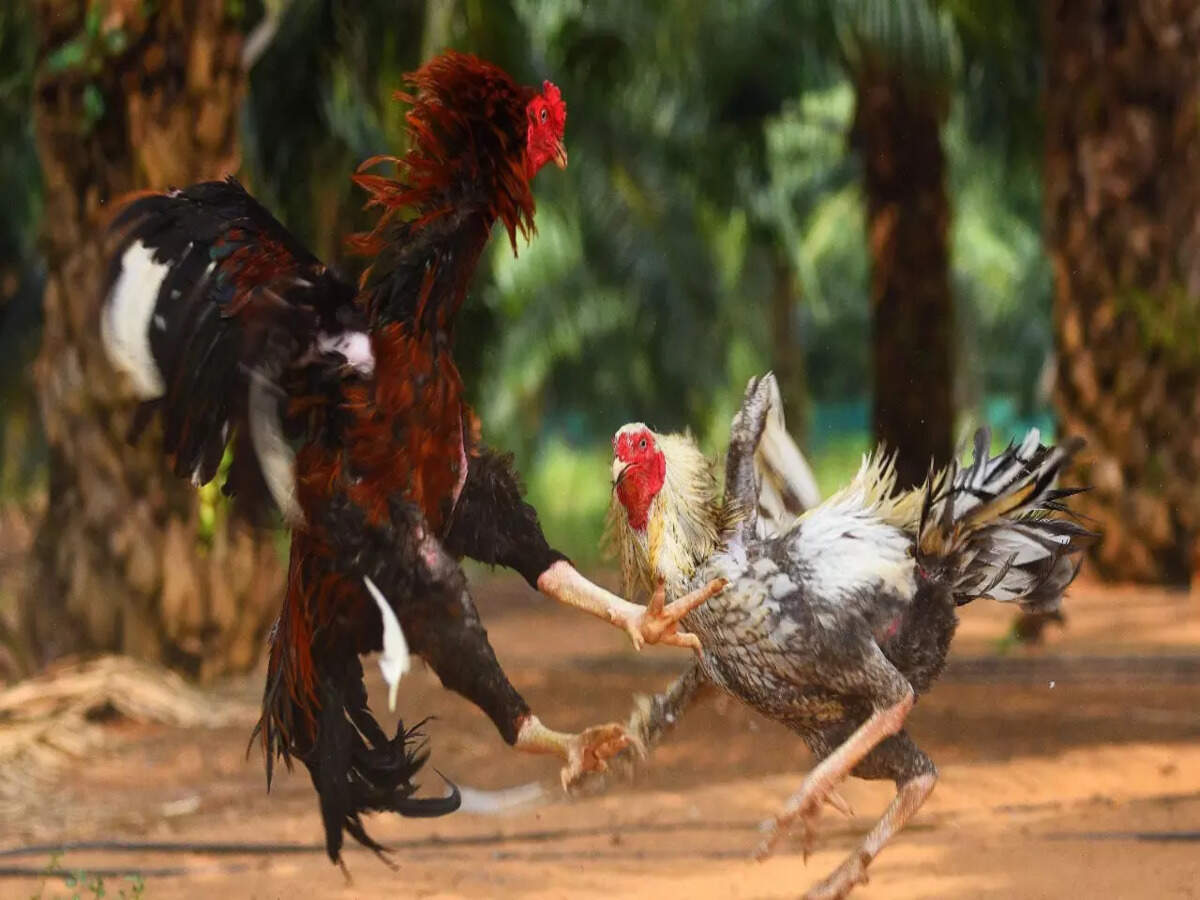 Photos: Andhra techies & MBAs breeding roosters for cockfighting | The  Times of India