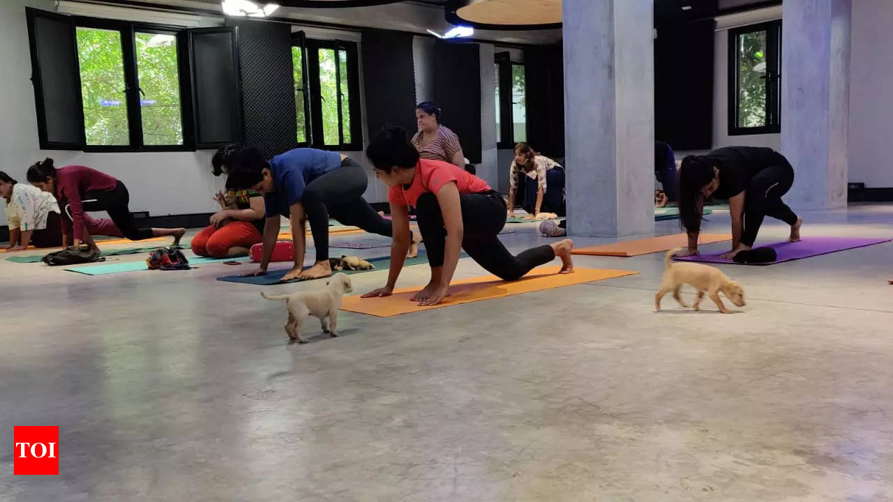 Puppy Yoga  Things to do in London