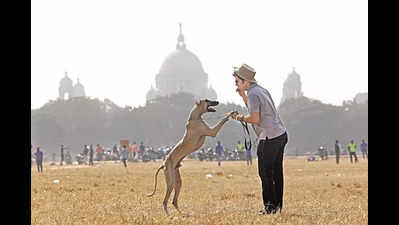 What makes Indian hounds a favourite with dog fanciers