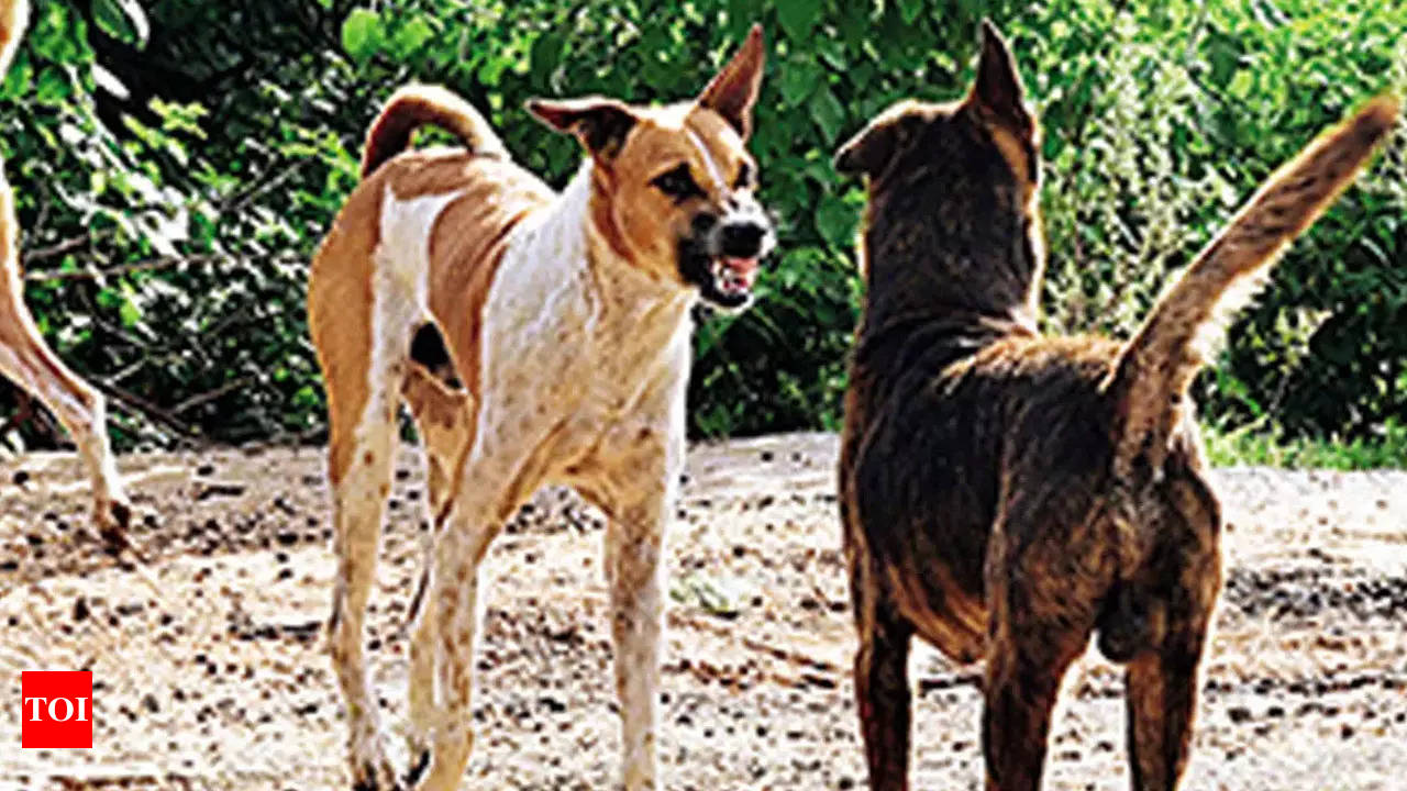 Delhi: Stray dog bites 13 people in Janakpuri in a month