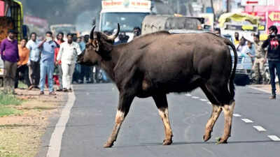 Kolhapur: As bison count rises, more animals stray near cities, say experts | Kolhapur News - Times of India Kolhapur: As bison count rises, more animals stray near cities, say experts | Kolhapur News - Times of India