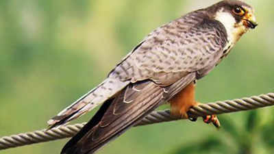 Iconic Amur falcon spotted for the first time in Aurangabad district