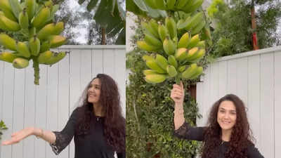 Preity Zinta gushes over fresh bananas from her farm, shows her ‘ghar ki kheti’ to fans