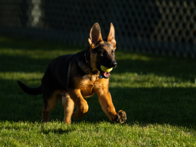 Meet the newest White House resident and this will make you go Awwww!