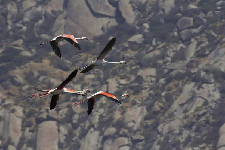Jawai, Rajasthan 