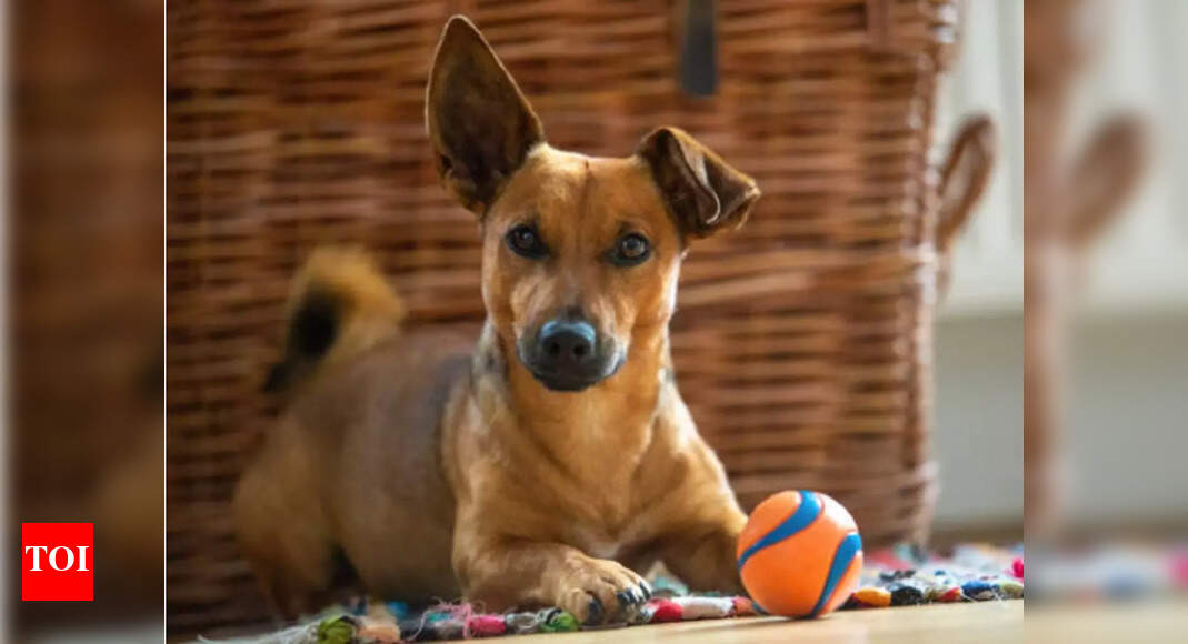 Pandemic made animal-assisted therapy to move online - Times of India Pandemic made animal-assisted therapy to move online - Times of India