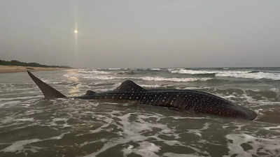 Visakhapatnam: Whale shark rescued by forest officials, fishermen