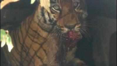 Tigress attributed multiple kills gets trapped in pipe, rescued