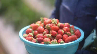 Maharashtra: Strawberry farmers in Mahabaleshwar now bank on other berries