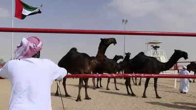 In UAE desert, camels compete for crowns in beauty pageant