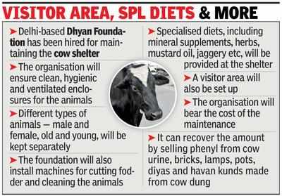 A model cow shelter? GNIDA has a plan | Noida News - Times of India
