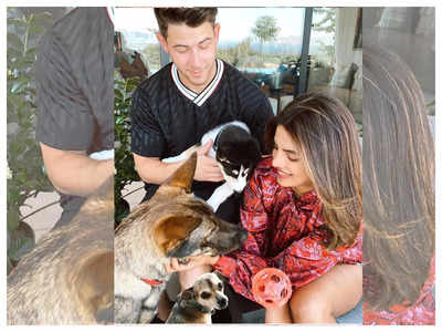 Priyanka Chopra shares adorable videos of her fur babies and it is sure to brighten up your morning