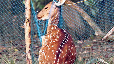 Sunderbans plantation: Shield against cyclones but obstruction for animals?