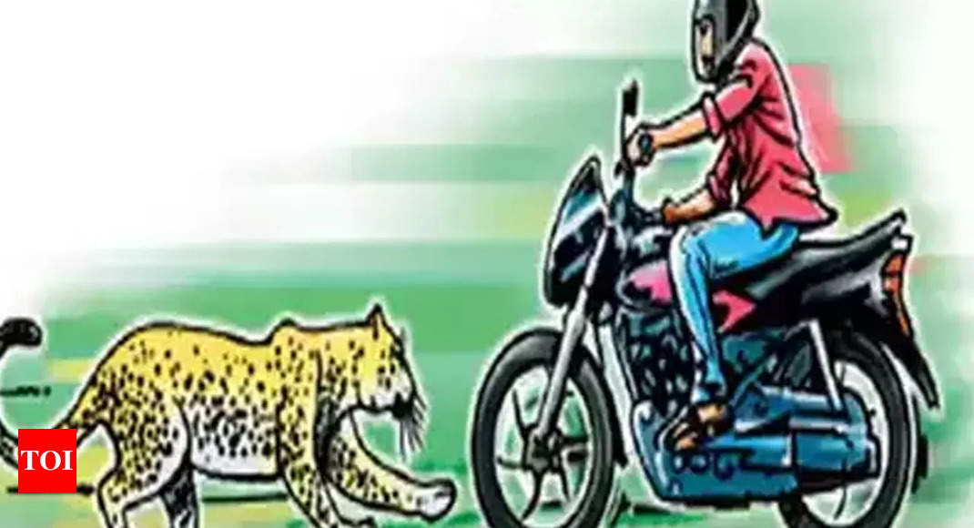 2021 saw 2nd highest man-animal conflict toll | Nagpur News - Times of India