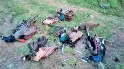 Peafowls found dead in Trichy, poisoning is suspected