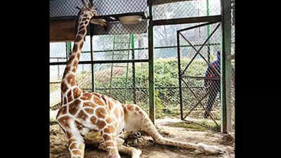 Assam: Push for probe into giraffe death