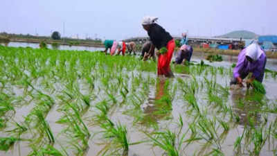 Govt's paddy procurement reaches 443.49 lakh tonnes in October-December