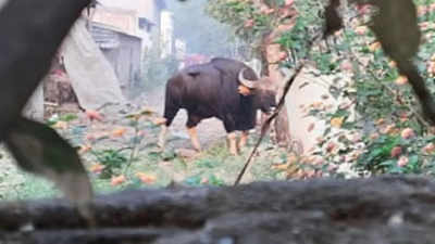 Maharashtra: Bison enters Sangli city; Section 144 imposed