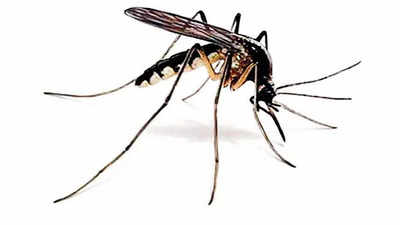 Dengue, chikungunya cases in Ahmedabad spiked this year