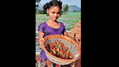 Visakhapatnam: Strawberry fields latest tourist attraction in Lambasingi