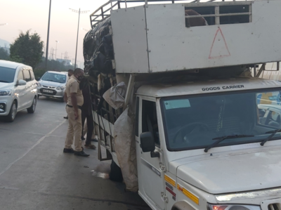 Navi Mumbai: 85 sheep cramped inside tempo rescued | Navi Mumbai News - Times of India Navi Mumbai: 85 sheep cramped inside tempo rescued | Navi Mumbai News - Times of India