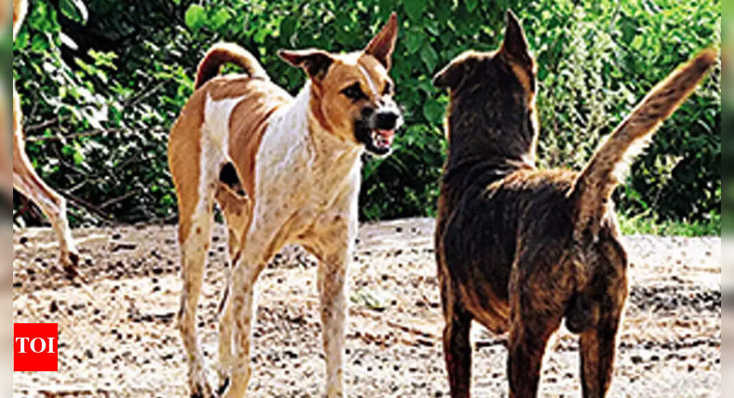 Thane 4yearold boy attacked by three stray dogs, suffered 18 bites