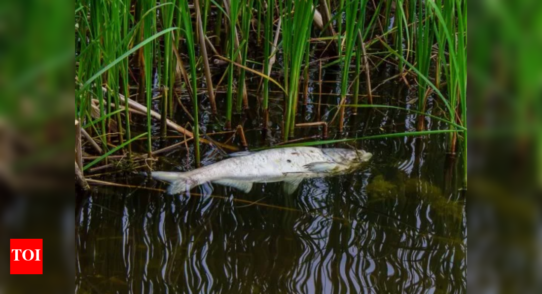 Oh fish! Animal storm bring in fish falling from the sky in Texas ...