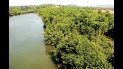 Goa Coastal Zone Management Authority for protection of mangroves even beyond CRZ