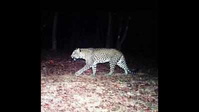 Fear grips Canacona locals as leopards attack dog, pigs | Goa News