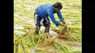 Paddy: Paddy on 20,000 acres damaged by rain in Tamil Nadu: Officials ...