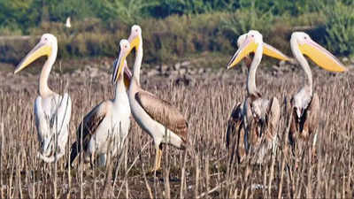 Winged visitors throng wetlands in Bundi district