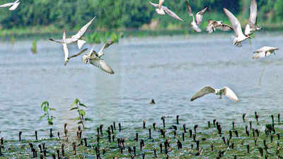 Cauvery in full flow has Trichy birders a flutter