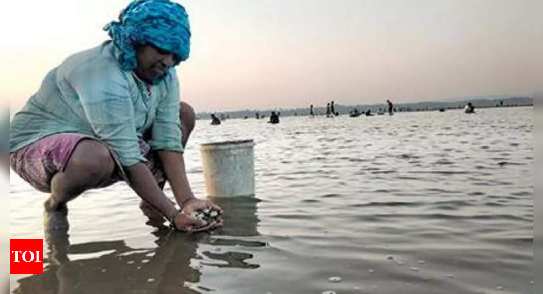 Goa: Much-loved 'khube' resurface in Chapora river after over 15 years