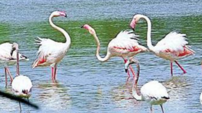 Migratory flamingo rescued from hut at Jath in Sangli; shifted to Pune