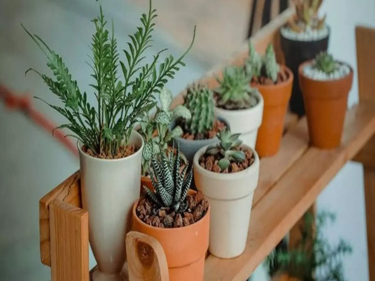 Gravitational Action Of Sun And Moon Influences Behaviour Of Animals And Plants Study Shows Times Of India