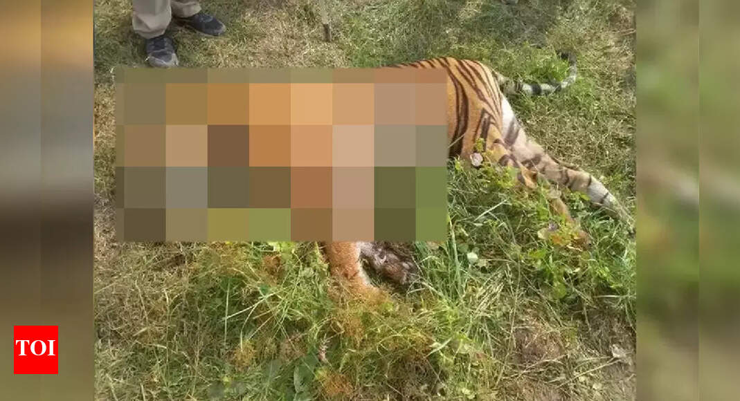 19 tigers, 25 leopards electrocuted in 5 years in Maharashtra