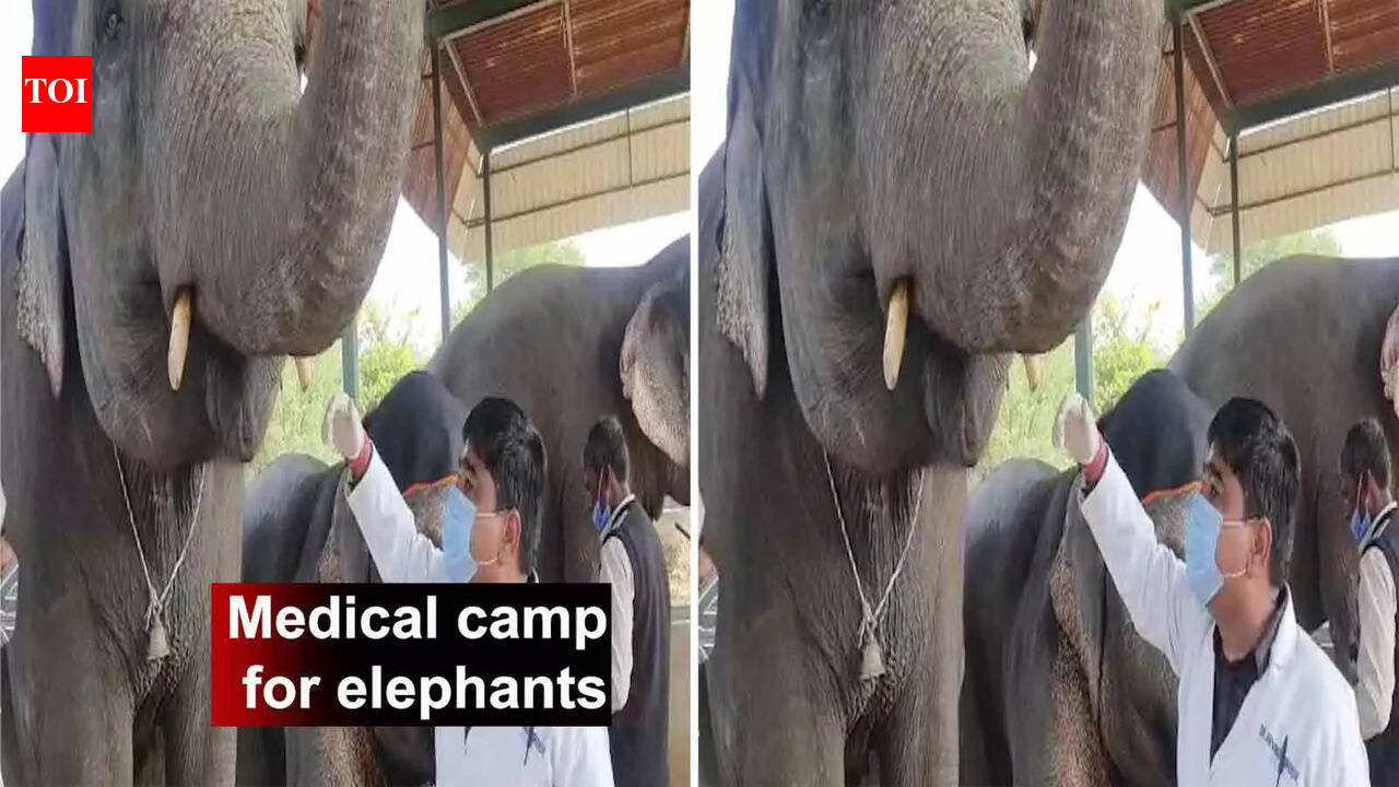 Elephants get rapid medical treatment at a medical camp in Jaipur