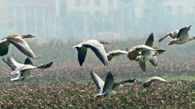 Wetlands alive, migratory birds flock to DDA park