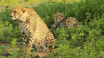 India is all set to get cheetah back in its jungles, 50 to arrive in next 5 years