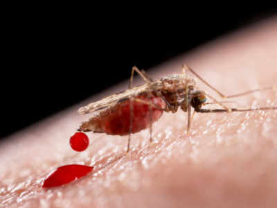 How to avoid malaria this monsoon